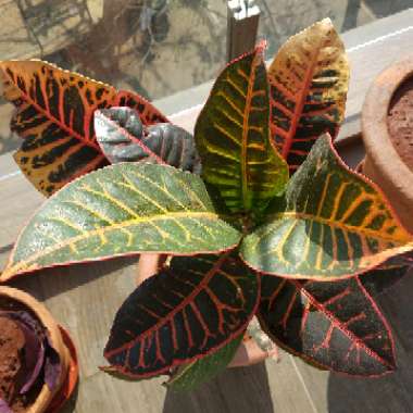 Codiaeum variegatum 'Petra'