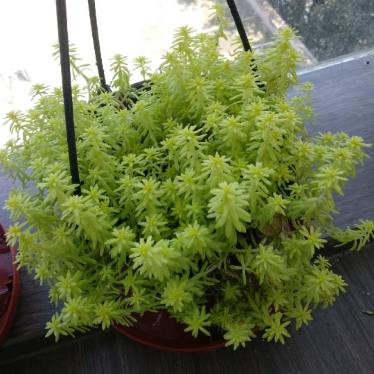 Plant image Sedum japonicum 'Tokyo Sun'