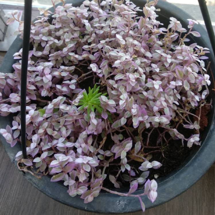 Plant image Callisia repens 'Rosata'