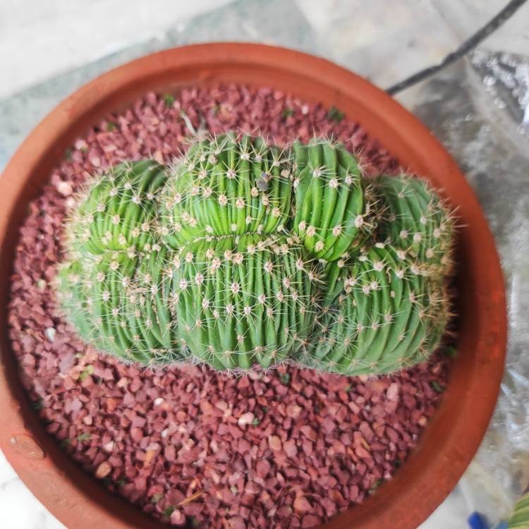 Plant image Echinopsis oxygona 'Cristata' syn. Echinopsis eyriesii 'Cristata'