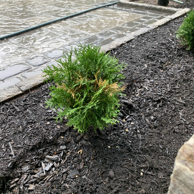 Plant image Thuja occidentalis 'Hetz Midget'