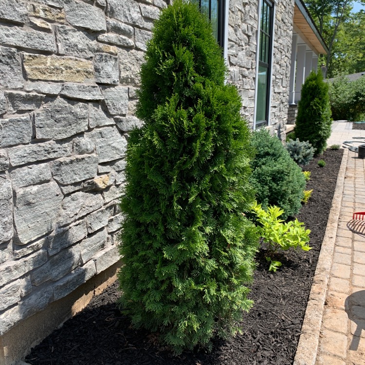Plant image Thuja occidentalis 'Emerald Green'
