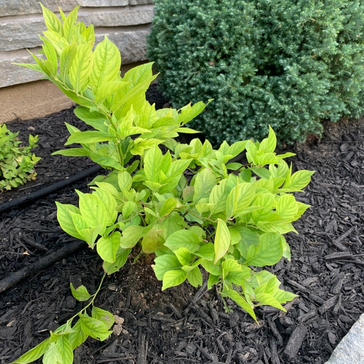 Plant image Itea Virginica 'Little Henry®'