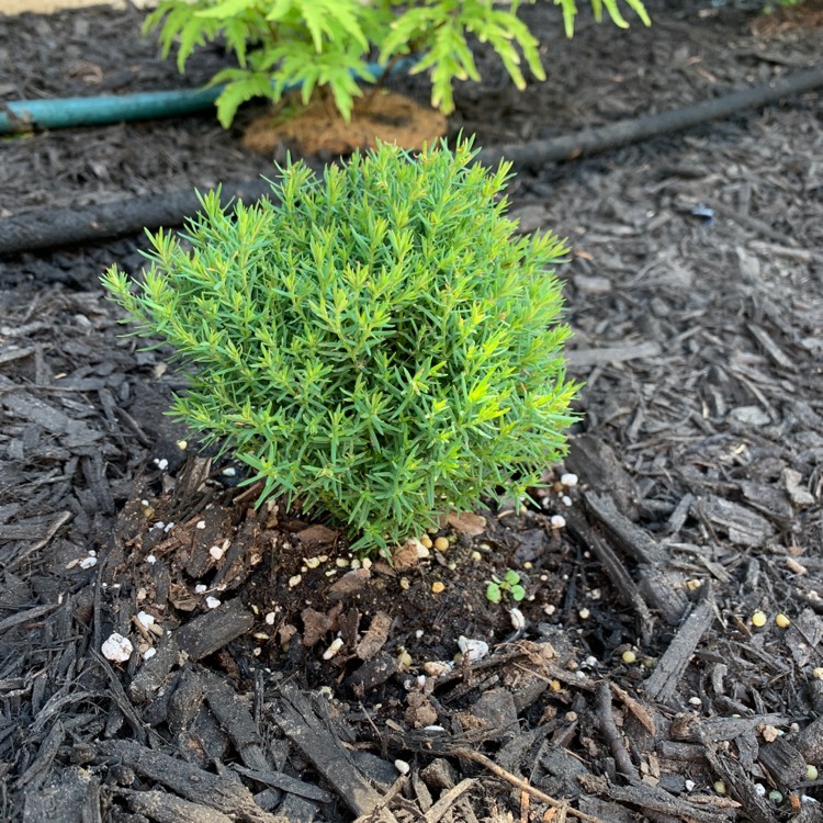 Plant image Thuja occidentalis 'Teddy'