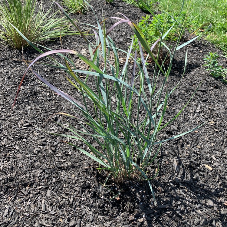 Plant image Panicum virgatum 'Heavy Metal'