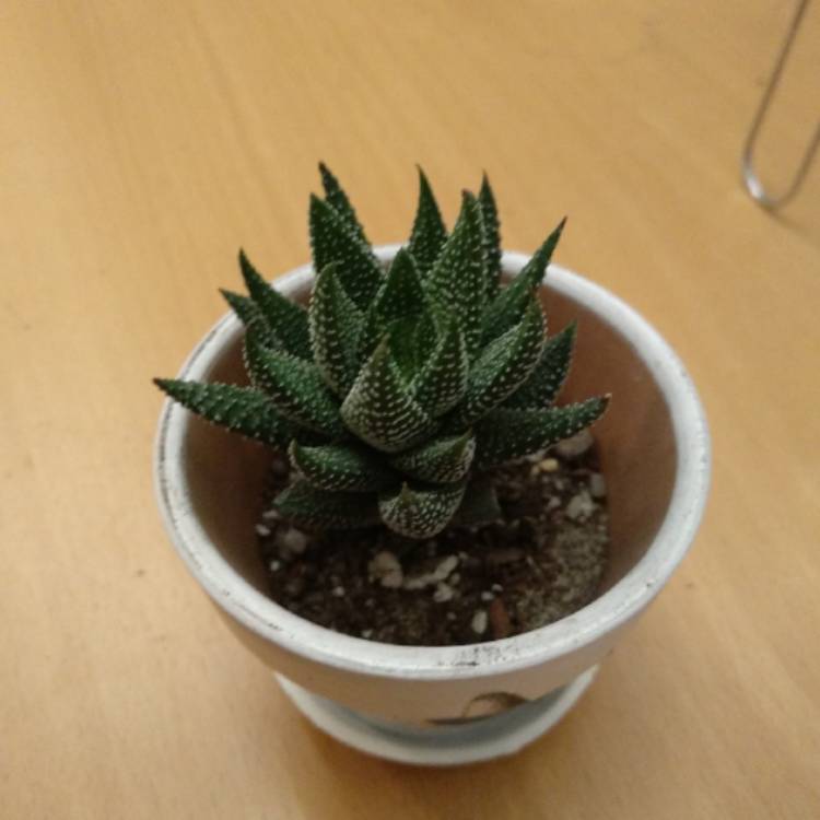 Plant image Haworthiopsis attenuata var. radula syn. Haworthia attenuata var. radula, Haworthia radula