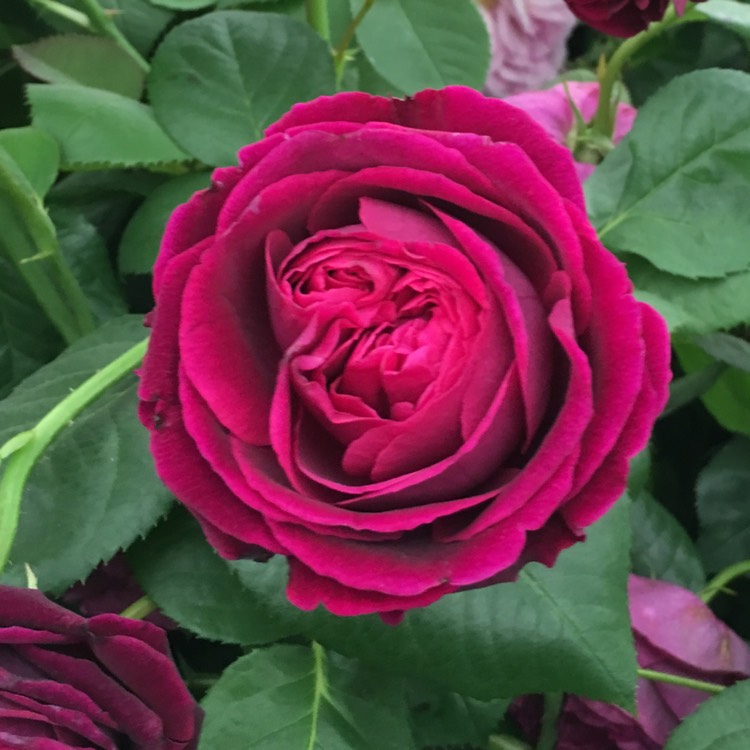 Plant image Rosa 'Falstaff'