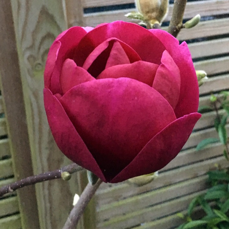 Plant image Magnolia 'Black Tulip'