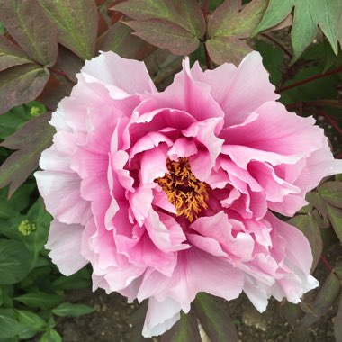 Tree Peony 'Blue Sapphire'