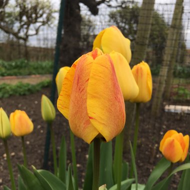 Tulip