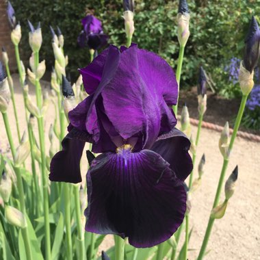 Bearded Iris