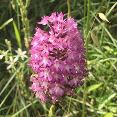 Orchid