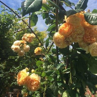 Rose 'Crown Princess Margareta' (Shrub)