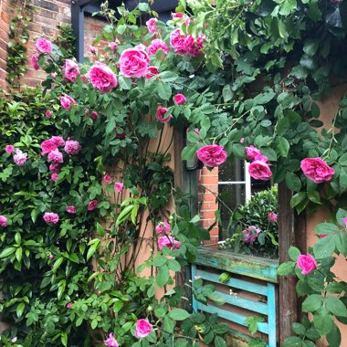 Rose 'Gertrude Jekyll' (Shrub)