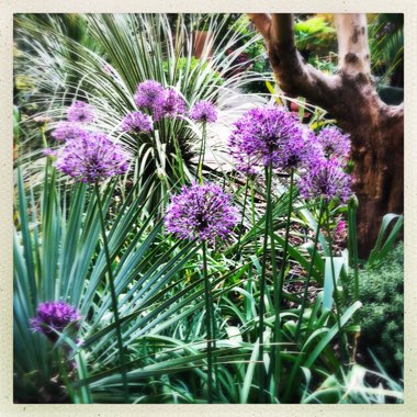 Allium 'Purple Sensation'