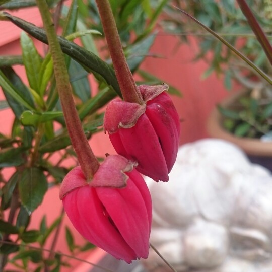 Chilean Lantern Tree