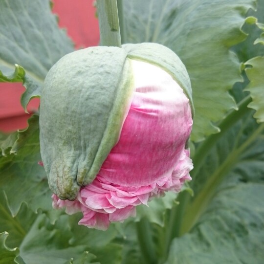 Colette's garden