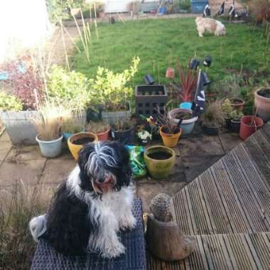 Colette's garden