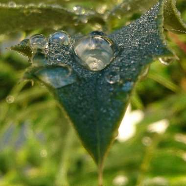 Colette's garden