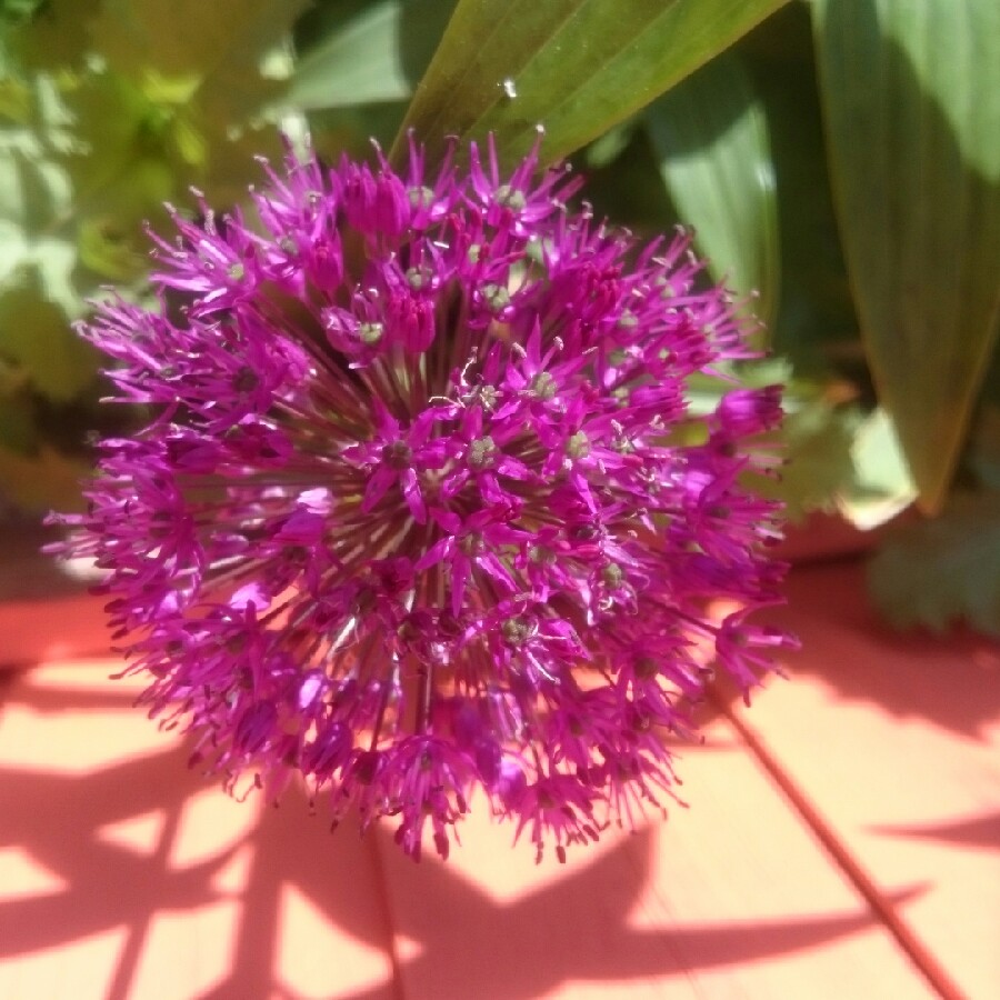 Colette's garden