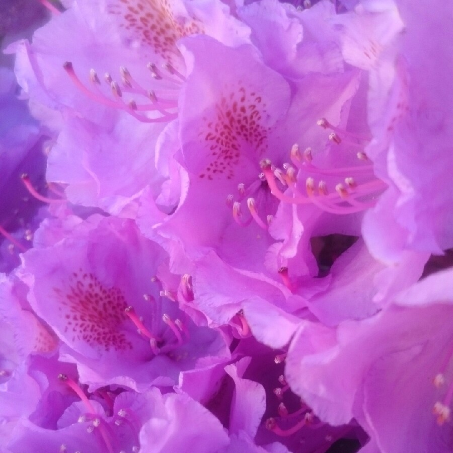 Colette's garden
