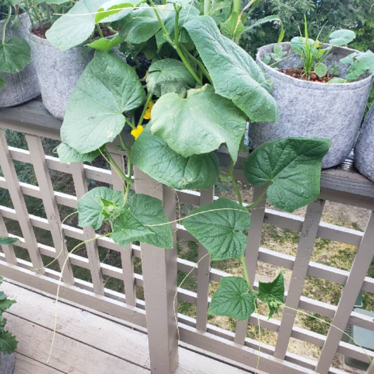 plant image 850443 plant image 850443