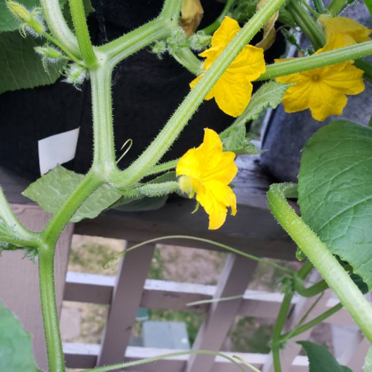 plant image 850450 plant image 850450