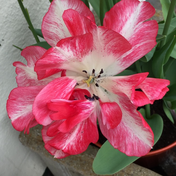 Plant image Tulipa 'Cartouche'