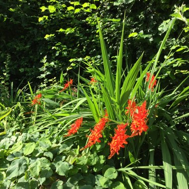 Montbretia