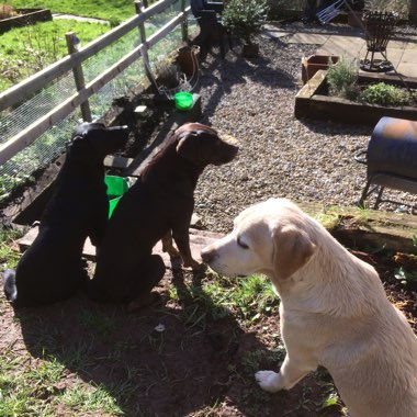 Viv's garden