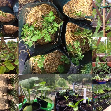 Viv's garden