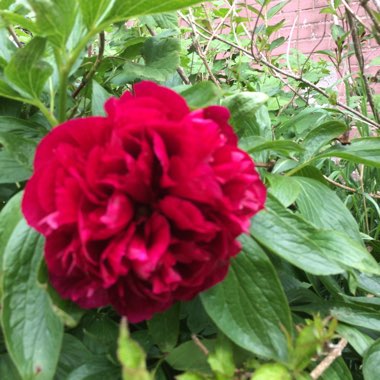 Viv's garden