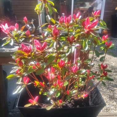 Viv's garden
