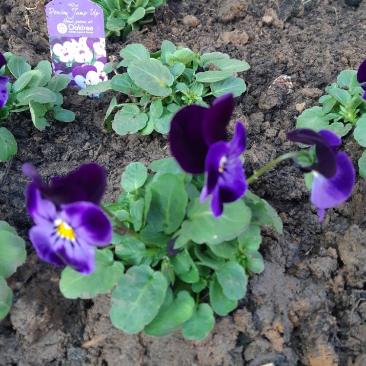 plant image 1265238