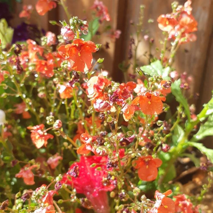 Plant image Diascia