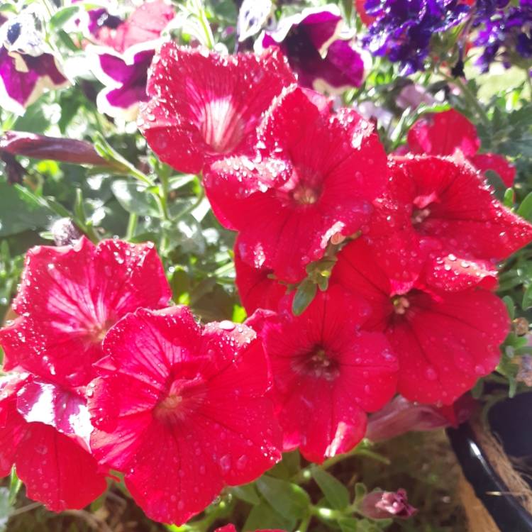 plant image 1320550