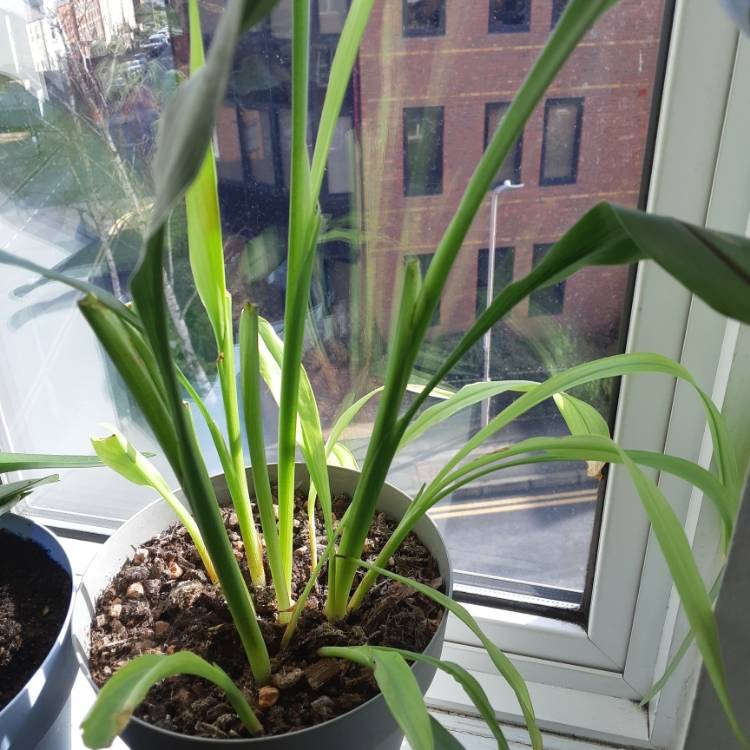 Plant image Curcuma