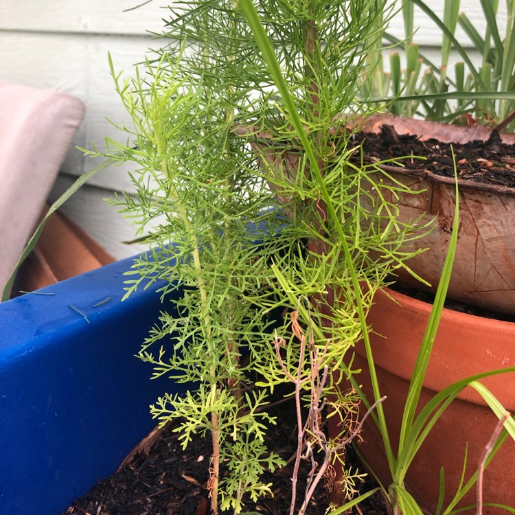 plant image 1110681