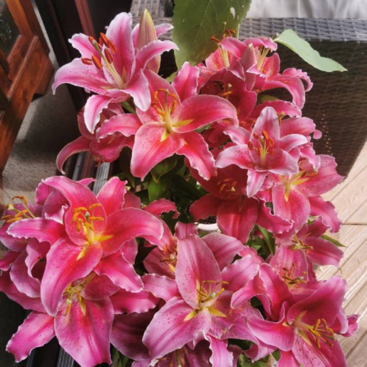 Plant image Syzygium 'Cascade'