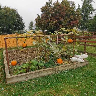 Vivienne's garden