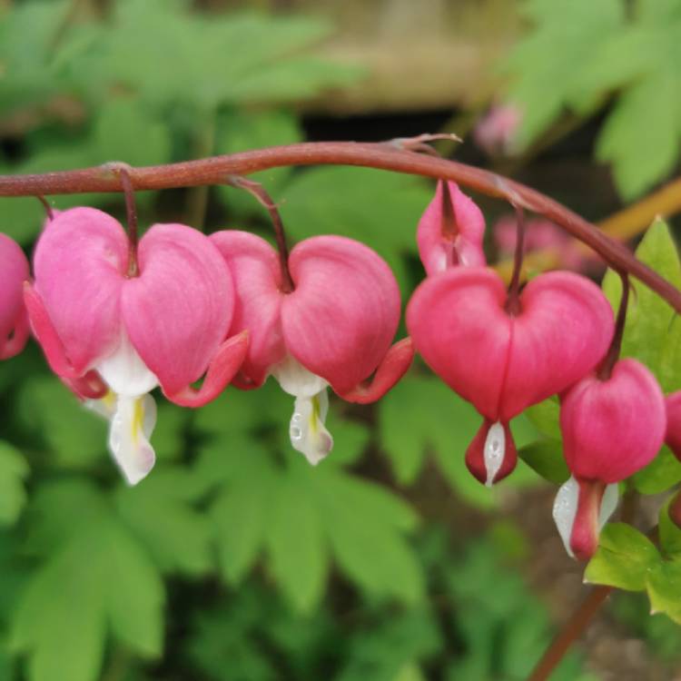 plant image 1582289