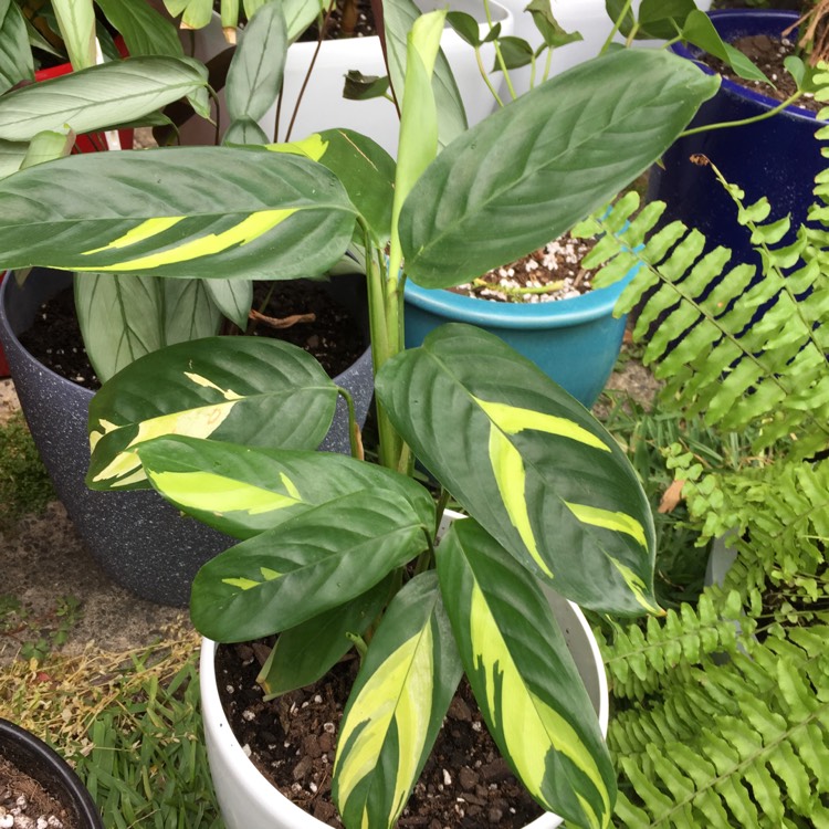 Plant image Ctenanthe lubbersiana 'Brazilian Snow'