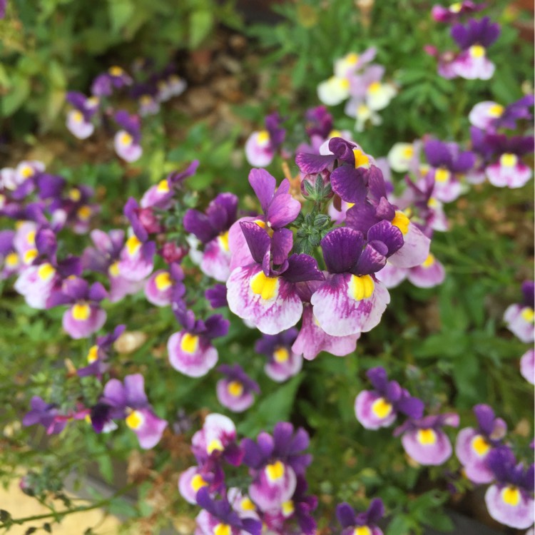 Plant image Nemesia fruticans 'Blue Bicolour'