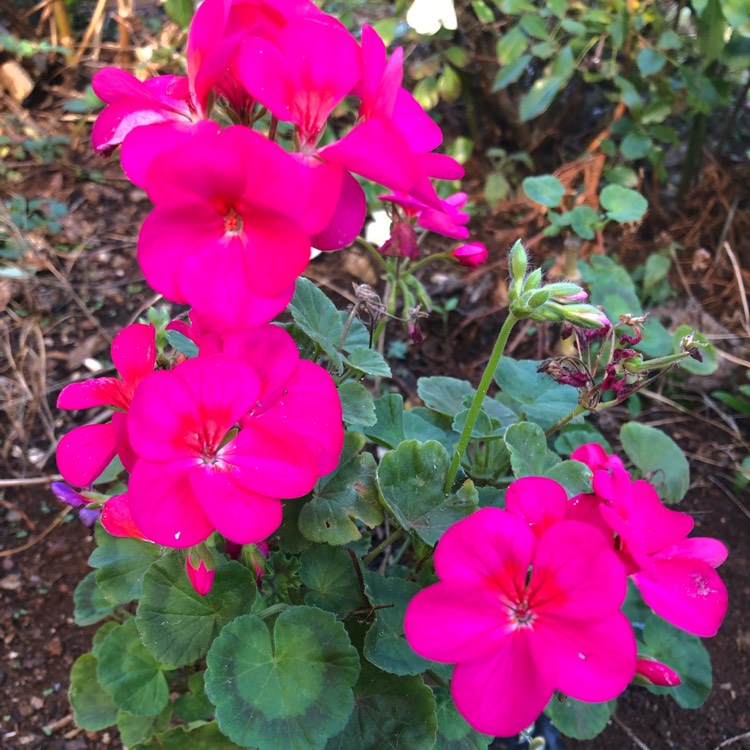 Plant image Pelargonium 'Pacneon' syn. Pelargonium 'Neona'