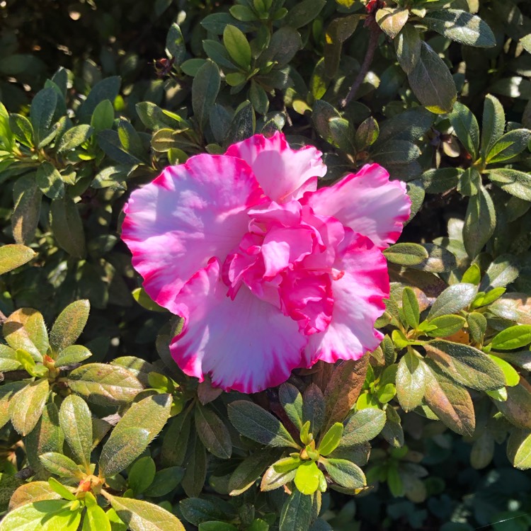 plant image 1151512