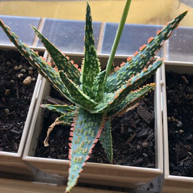 Aloe 'Piranha'