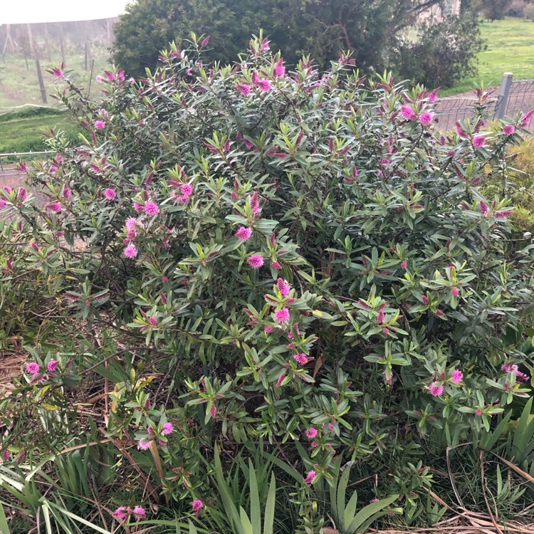 plant image 1151528