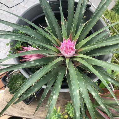 Ochagavia carnea