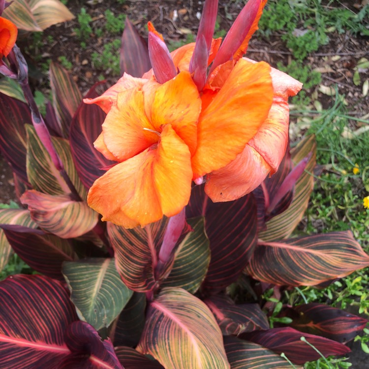 plant image 1151548 plant image 1151548