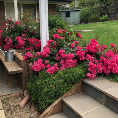 Rosa 'Flower Carpet'